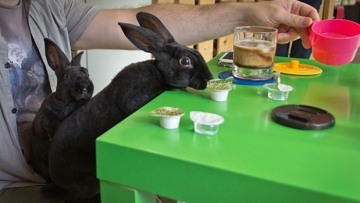 kafe hewan jepang (2)