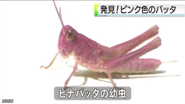 pink grasshopper