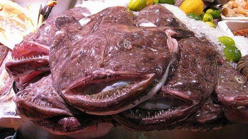 Lima Ikan Berbahaya tapi Laku Disantap