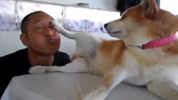 rude shiba inu mari (2)