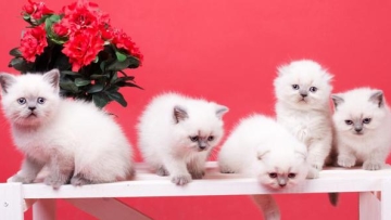 10-ras-kucing-terpopuler-di-jepang