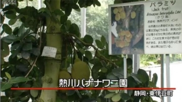 20141010_193511_nangka-di-jepang