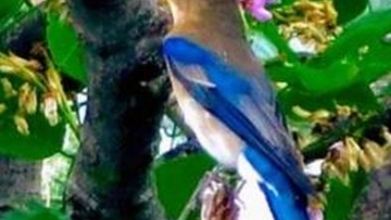 burung-blue-bird-indonesia-muncul-di-jepang