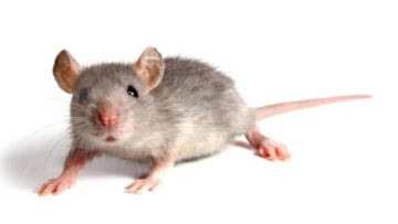 ilmuwan-jepang-ciptakan-hati-manusia-buatan-rev-1