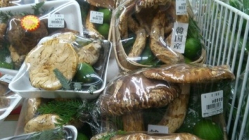 jamur-matsutake-_141021202356-441