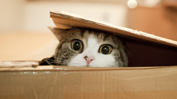 kucing jepang gemes (1)