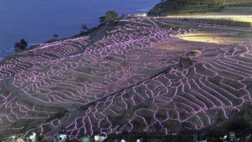 lahan-persawahan-beras-senmaida-diterangi-dengan-lampu-led