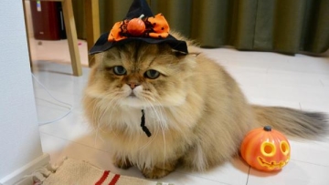 halloween pet (1)