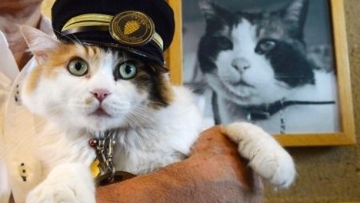 Nitama, kucing yang terpilih sebagai kepala stasiun yang baru di Jepang
