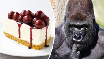 Wah, mahasiswa Jepang ciptakan cheesecake yang terbuat dari kotoran gorila! Berani coba