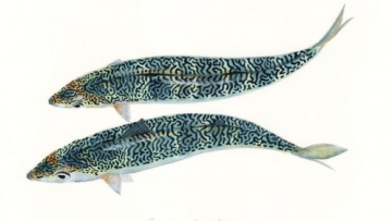 Yusei Nagashima Lukisan Ikan featured - reefbuilders.com