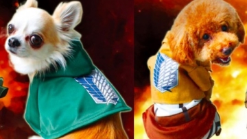 Attack on Titan anjing feat