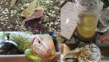 Bosan dengan kafe kucing Coba mampir ke kafe reptil di Jepang ini! (1)