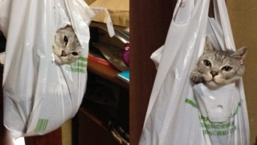 Kucing Kantung Plastik