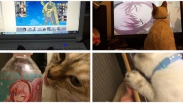 Kucing Liar yang Baru Dipelihara Ini Segera Ikut Menikmati Hobi Tuannya