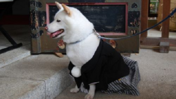 Kuil Shinto di Tokyo Ini Juga Memberkati Hewan Peliharaan para Pengunjungnya