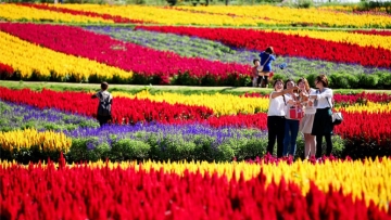 Ribuan bunga yang indah mekar di taman bunga di Tochigi, Jepang