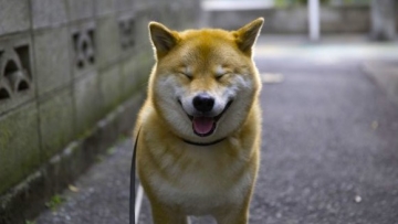 Survei Shiba Inu bernama Maru menjadi anjing terpopuler kedua di Instagram Jepang