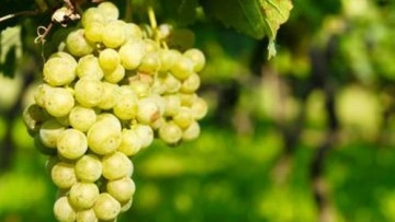 Wah, di Jepang ada kontes meludahkan biji anggur terjauh!2