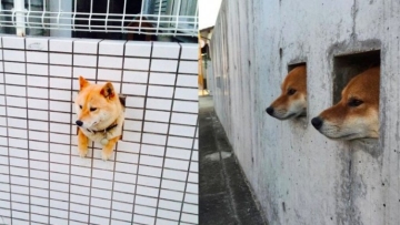 Anjing Ngintip Tembok ftrd