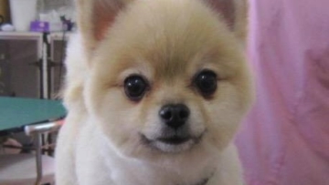 Anjing Pomeranian - adapt4U copy