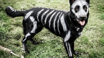 Inilah ide kostum bertema Halloween yang luar biasa untuk hewan peliharaan (5)