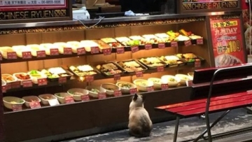 Kucing Etalase Bento copy