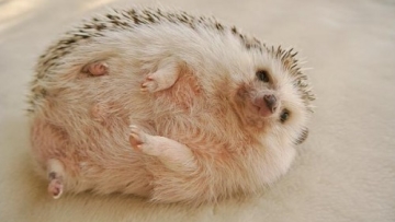 Marutaro ftrd - hedgehogdays