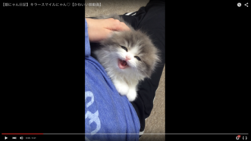 Meongan Kucing Kawaii