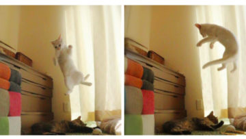 Miruko Kucing Melompat