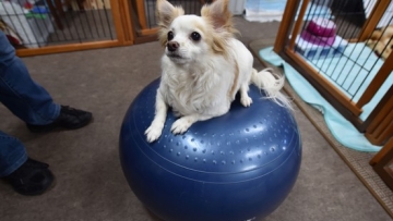 Selain manusia, populasi anjing di Jepang juga menyusut!