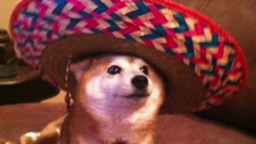 Shiba Inu - mucho wow. Tal hat. Mucha cultura copy