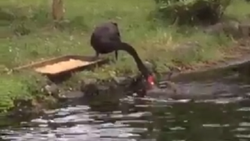 Angsa Hitam Kasih Makan Ikan