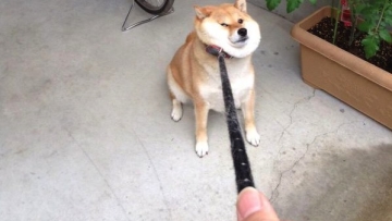 Anjing Mogok Jalan-Jalan - 572asako572