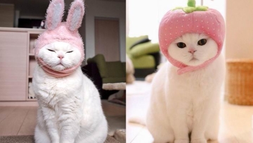 Biar disebut pemalas, tapi kucing Jepang ini punya banyak fans di internet (1)