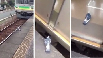 Burung Merpati Naik Kereta