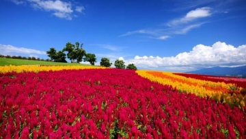 Inilah 16 taman bunga yang indah di Jepang yang wajib dikunjungi wisatawan (14)