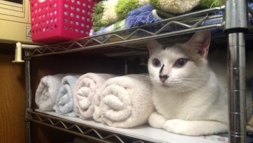 Kamuflase Gagal Kucing Handuk