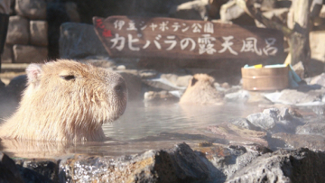 Kapibara Onsen