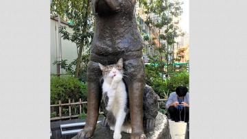 Kucing Hachiko