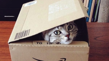 Kucing Masuk - gentlerain0 copy