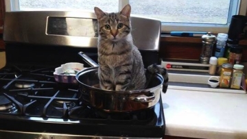 Kucing Pemberani Menawarkan Dirinya Jadi Makan Malam copy