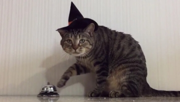 Kucing Trick or Treat Halloween Bel