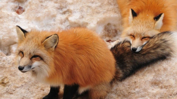 3 Tempat Tujuan Wisata Bertema Hewan yang Unik di Jepang