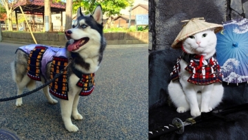 Anjing dan Kucing Samurai ftrd