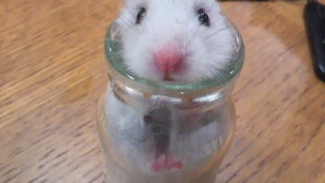 Hamster Bersembunyi Botol Kaca Gempa Bumi Jepang Hamster Bersembunyi Botol Kaca Gempa Bumi Jepang