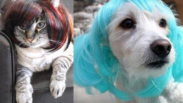 Kawaii! Perusahaan Jepang memproduksi wig & kostum untuk kucing & anjing!
