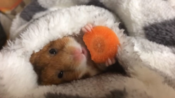 Kawaii level Over 9000! Hamster Jepang makan wortel sebelum tidur telah mengguncang dunia internet Kawaii level Over 9000! Hamster Jepang makan wortel sebelum tidur telah mengguncang dunia internet