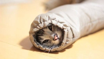 Kucing Lengan Baju Musim Dingin - SanrioSax