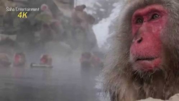 Monyet-monyet yang mandi di mata air panas di Jepang menarik para wisatawan asing